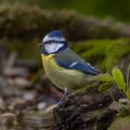 Blaumeise (Cyanistes caeruleus)