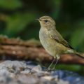 Zilpzalp (Phylloscopus collybita)