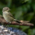 Zilpzalp (Phylloscopus collybita)
