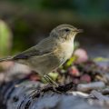 Zilpzalp (Phylloscopus collybita)
