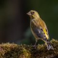 Grünfink (Carduelis chloris)