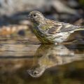 Girlitz (Serinus serinus)