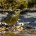 Grünfink (Carduelis chloris)