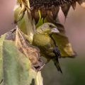 Grünfink (Carduelis chloris)