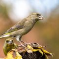 Grünfink (Carduelis chloris)