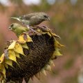 Grünfink (Carduelis chloris)