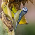 Blaumeise (Cyanistes caeruleus)