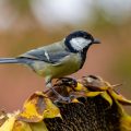 Kohlmeise (parus major)