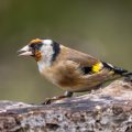 Stieglitz (Carduelis carduelis)