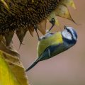 Blaumeise (Cyanistes caeruleus)