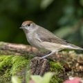 Mönchsgrasmücke (Sylvia atricapilla) Weibchen