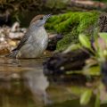 Mönchsgrasmücke (Sylvia atricapilla) Weibchen