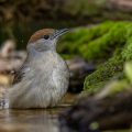 Mönchsgrasmücke (Sylvia atricapilla) Weibchen
