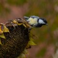Kohlmeise (parus major)