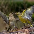 Grünfinken (Carduelis chloris) streiten sich