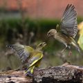 Grünfinken (Carduelis chloris) streiten sich