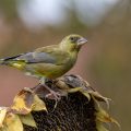 Grünfink (Carduelis chloris)