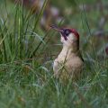 Grünspecht, Grünspecht (Picus viridis) Männchen
