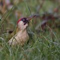 Grünspecht, Grünspecht (Picus viridis) Männchen