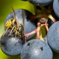 Gemeine Wespe (Vespula vulgaris)
