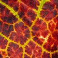 Blatt einer Weintraube