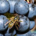 Gemeine Wespe (Vespula vulgaris)