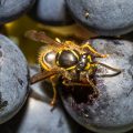 Gemeine Wespe (Vespula vulgaris)