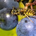 Gemeine Wespe (Vespula vulgaris)