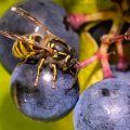 Gemeine Wespe (Vespula vulgaris)