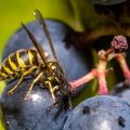 Gemeine Wespe (Vespula vulgaris)