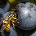 Gemeine Wespe (Vespula vulgaris)