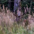 Rothirsch (Cervus elaphus)