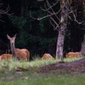 Rothirsch (Cervus elaphus) Kahlwild