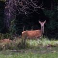 Rothirsch (Cervus elaphus) Kahlwild