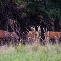 Rothirsch (Cervus elaphus)
