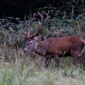 Rothirsch (Cervus elaphus)