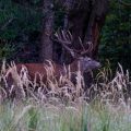 Rothirsch (Cervus elaphus)