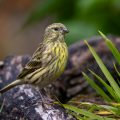 Girlitz (Serinus serinus)