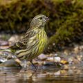 Girlitz (Serinus serinus)