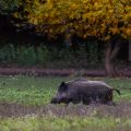Wildschwein (Sus scrofa)