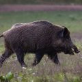 Wildschwein (Sus scrofa)