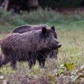 Wildschwein (Sus scrofa)