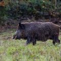 Wildschwein (Sus scrofa)