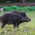 Wildschwein (Sus scrofa)