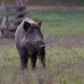 Wildschwein (Sus scrofa)