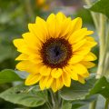 Sonnenblume (Helianthus annuus)