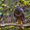 Mäusebussard (Buteo buteo)