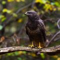 Mäusebussard (Buteo buteo)