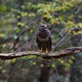 Mäusebussard (Buteo buteo)