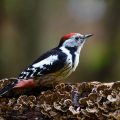 Mittelspecht (Leiopicus medius)